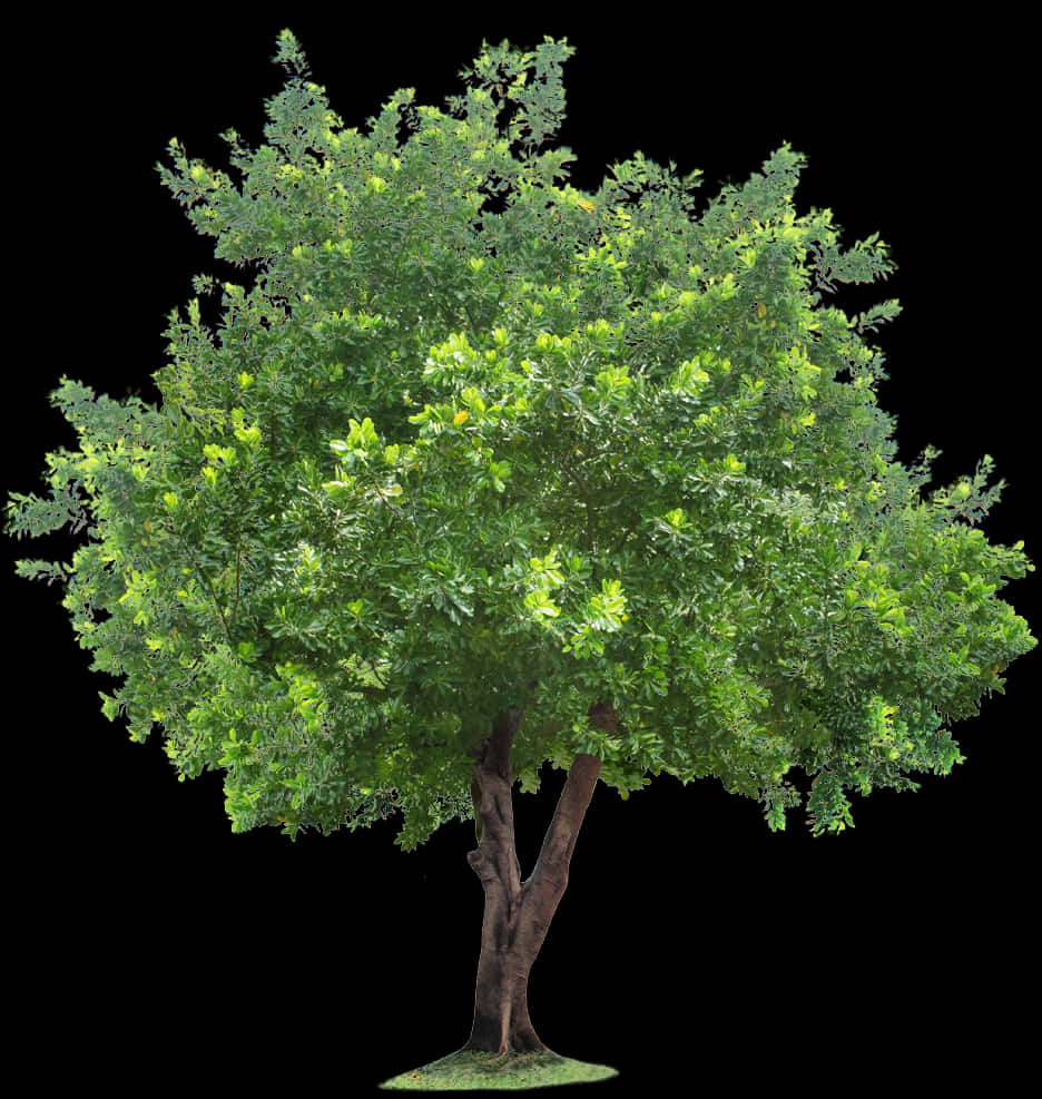 Lush Green Treewith Visible Roots.png PNG