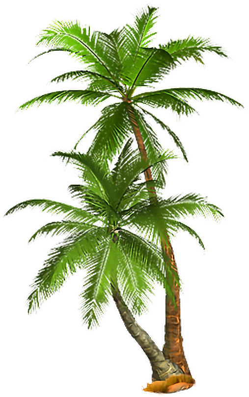 Lush Green Tropical Palm Tree.png PNG