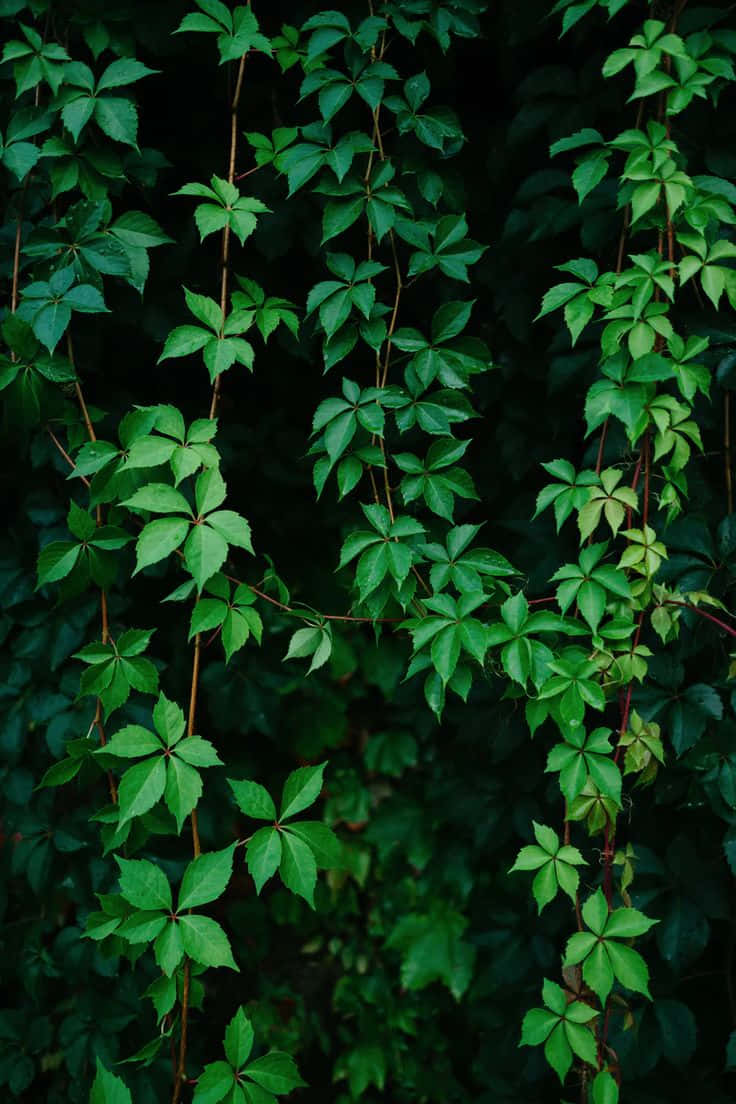 Mur De Vigne Verte Luxuriante Fond d'écran