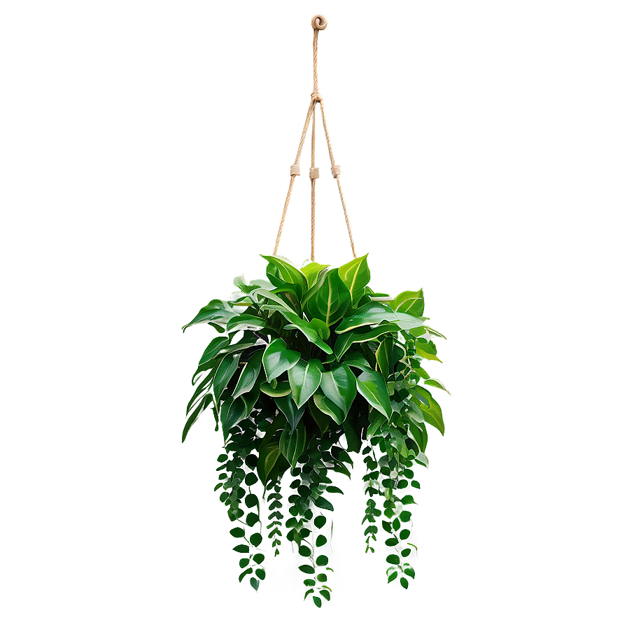 Lush Hanging Plant Png Bur PNG