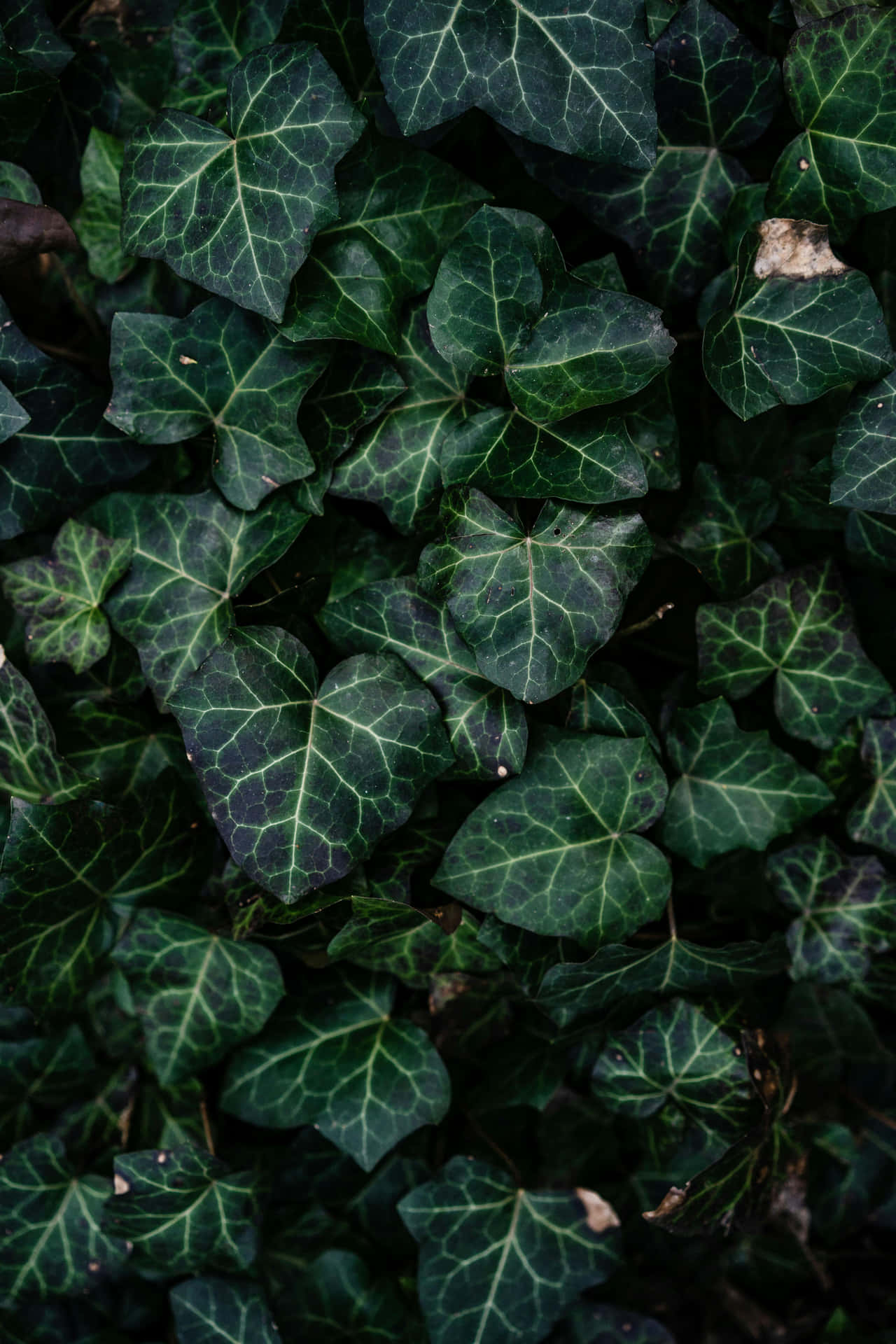 Lush Ivy Leaves Texture Wallpaper