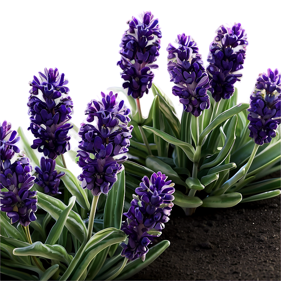 Lush Lavender Garden Png 06132024 PNG