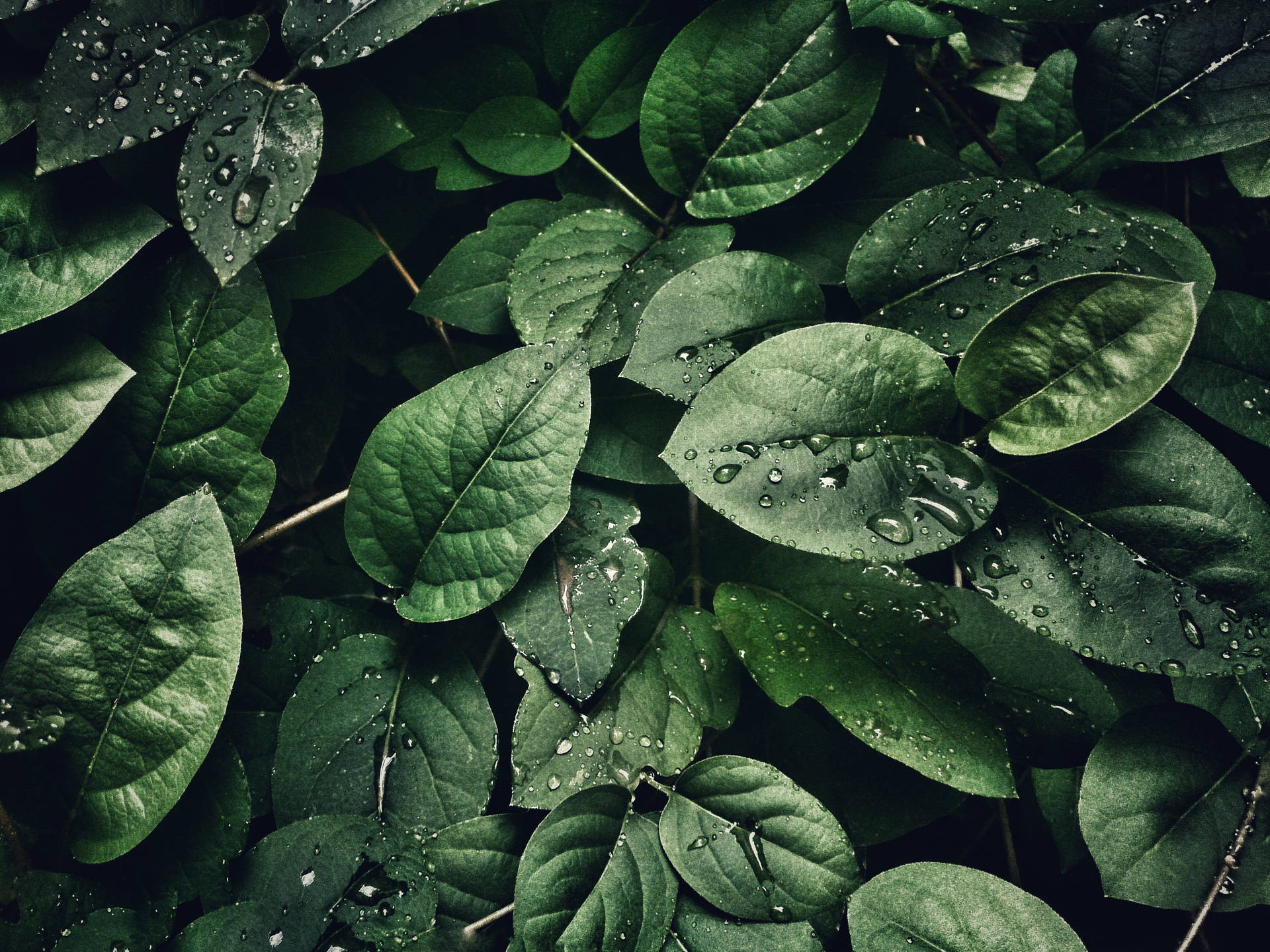 Lush Leaves And Water Droplets Wallpaper