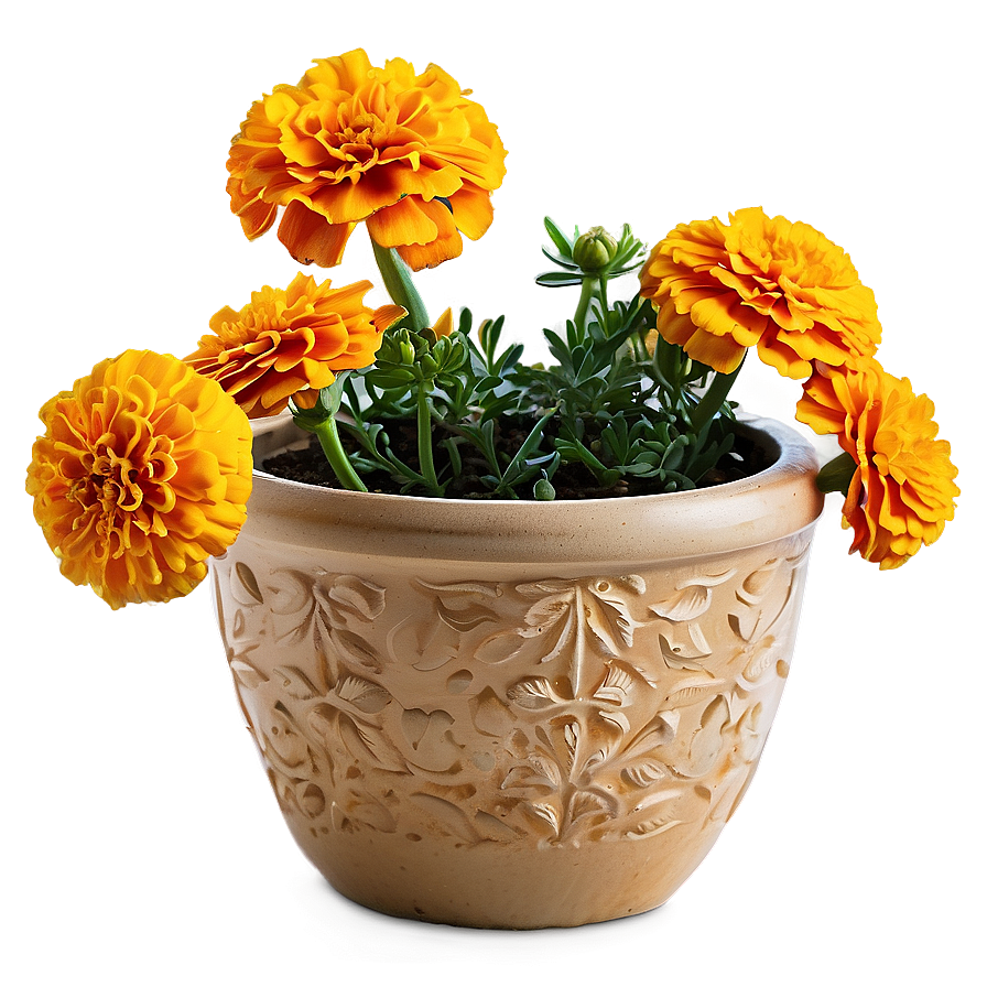 Lush Marigolds Arrangement Png Wbj PNG