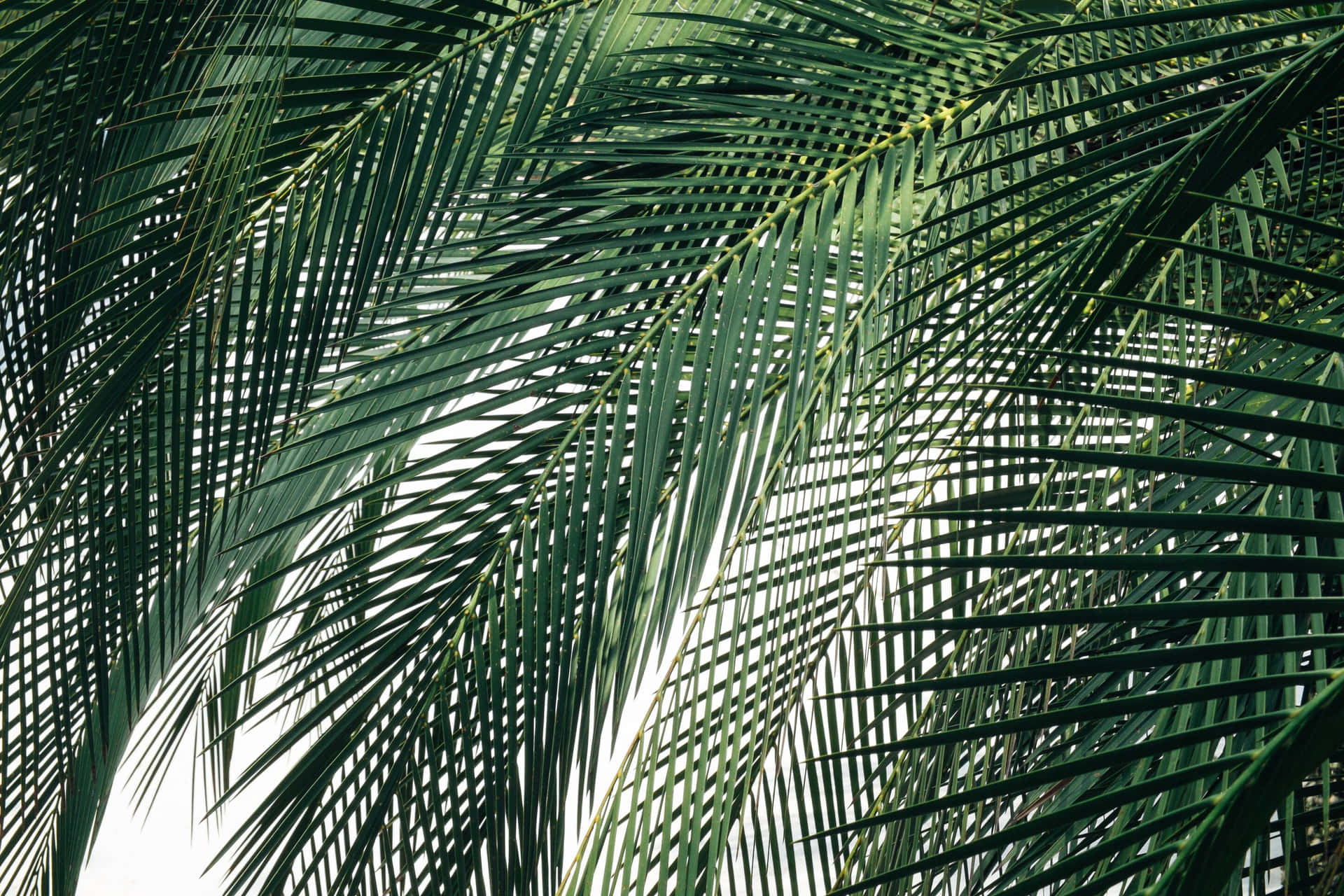 Lush Palm Fronds Backdrop Wallpaper