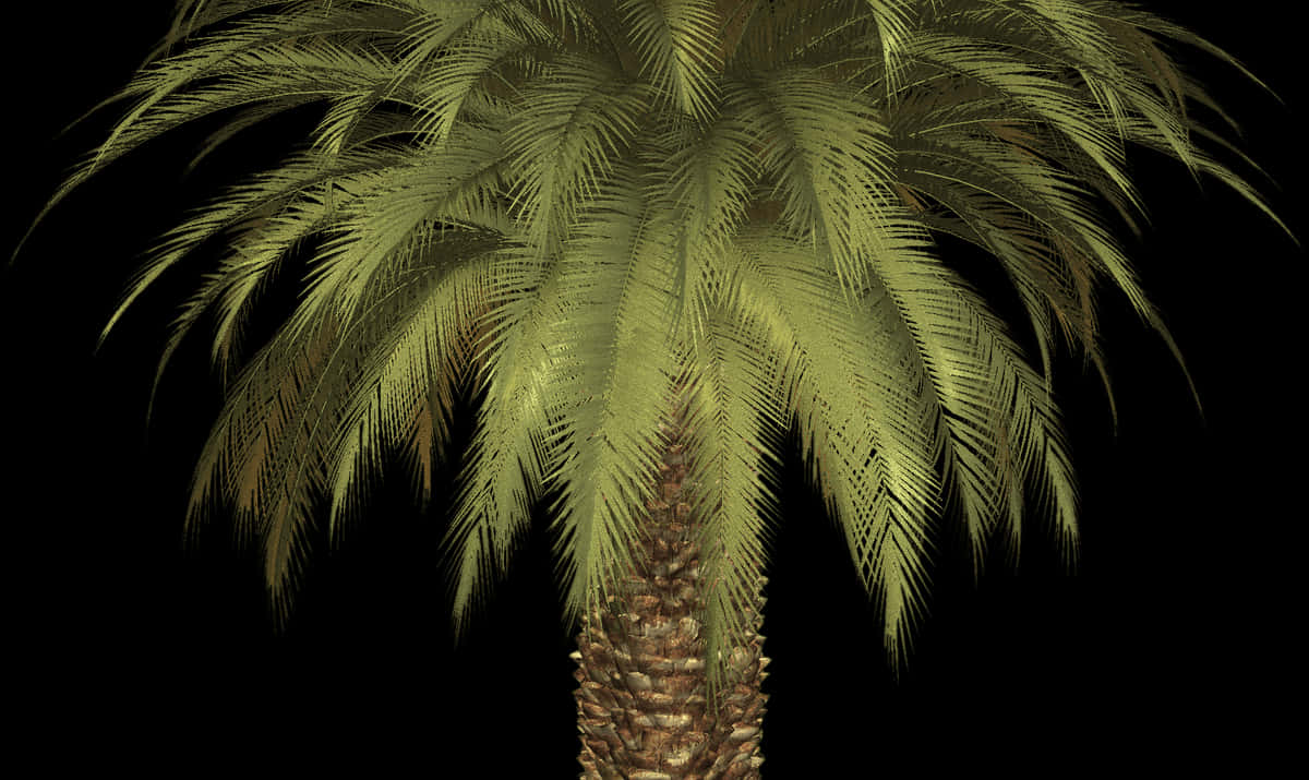 Lush Palm Tree Against Dark Background.jpg PNG