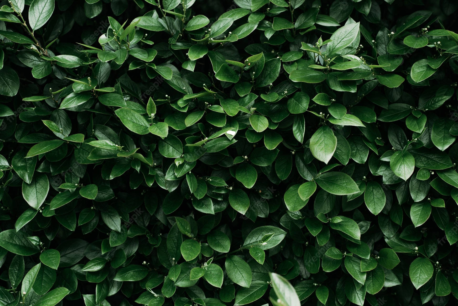 Kølige korte grønne blade Wallpaper