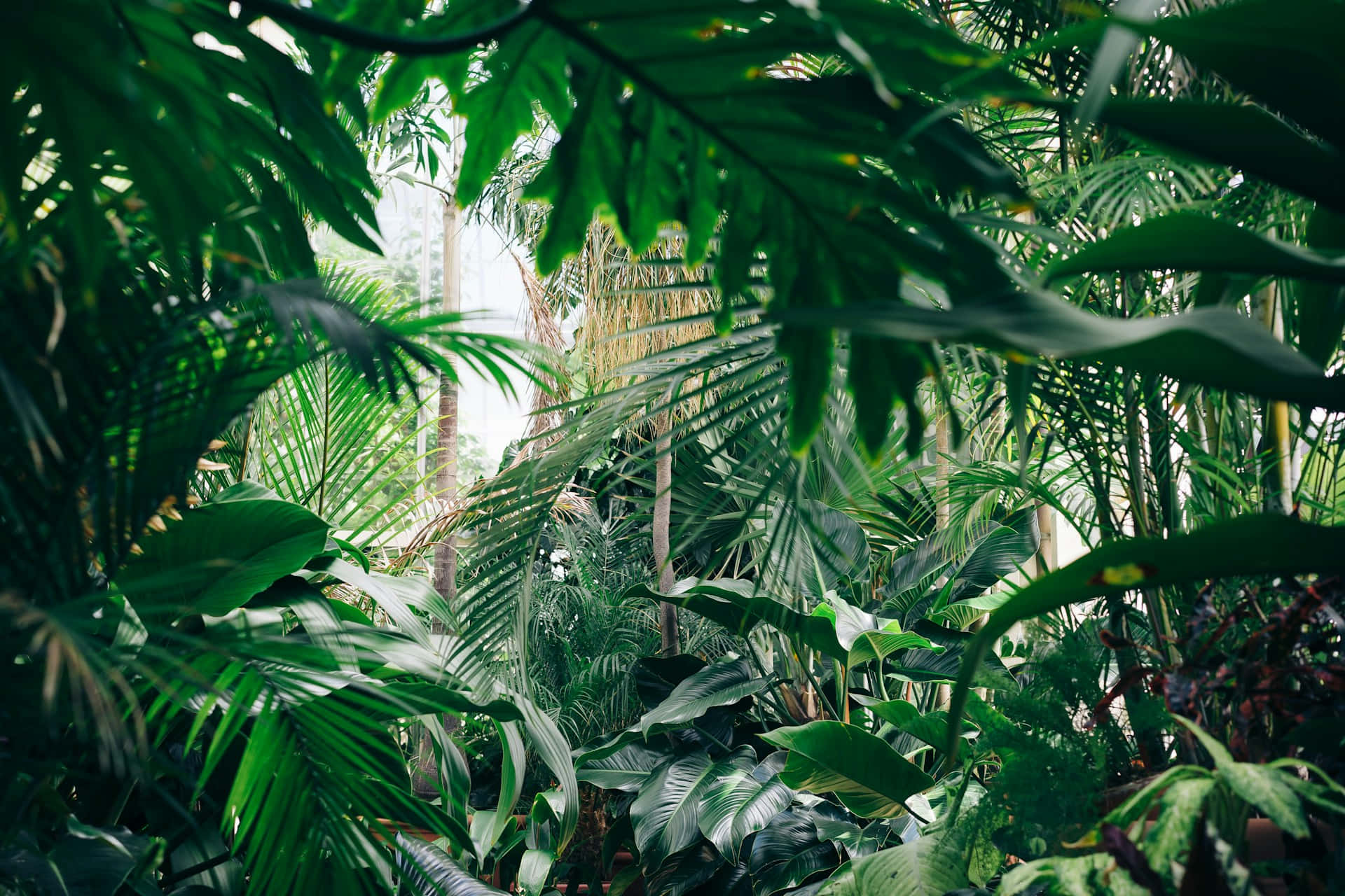 Lush_ Tropical_ Foliage_ Jungle_ Aesthetic.jpg Wallpaper