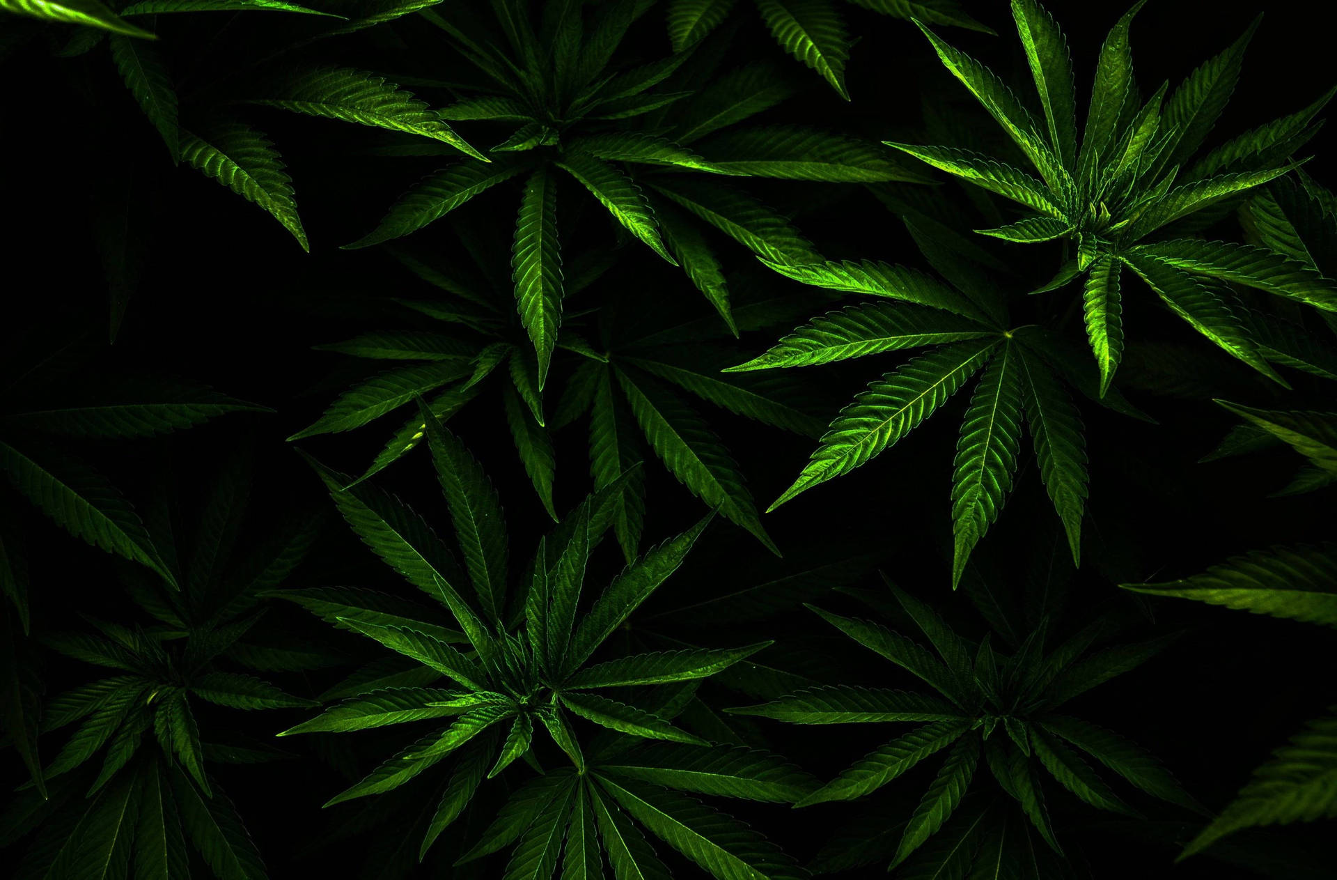 Lush Weed Leaves Wallpaper