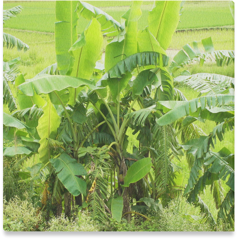 Lush_ Banana_ Tree_ Field PNG