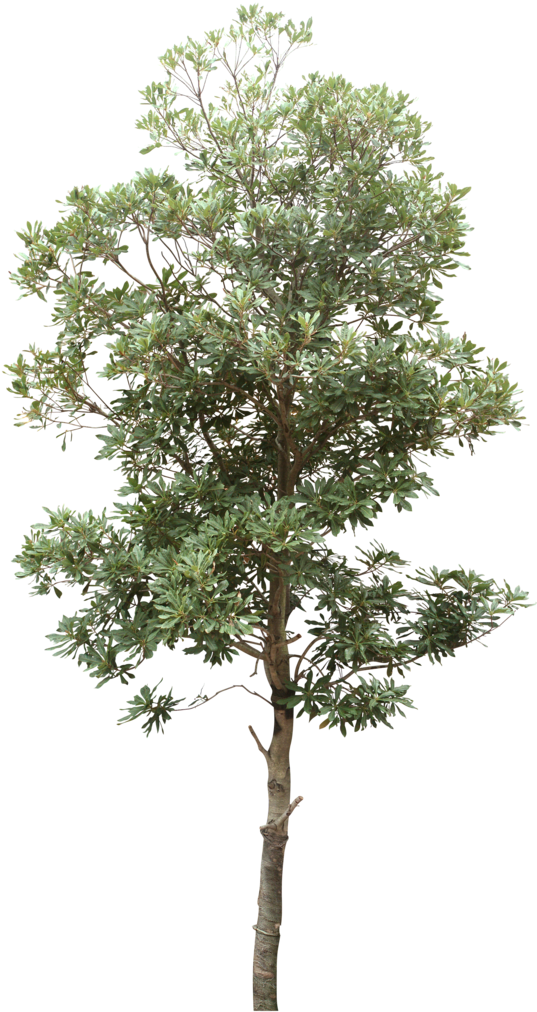 Lush_ Tropical_ Tree_ Isolated.png PNG