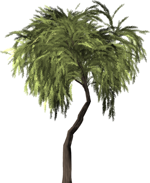 Lush_ Tropical_ Tree_ Isolated.png PNG