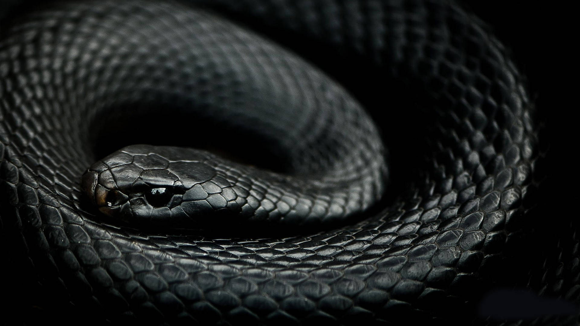 Lustrous Midnight Black Mamba Snake Wallpaper