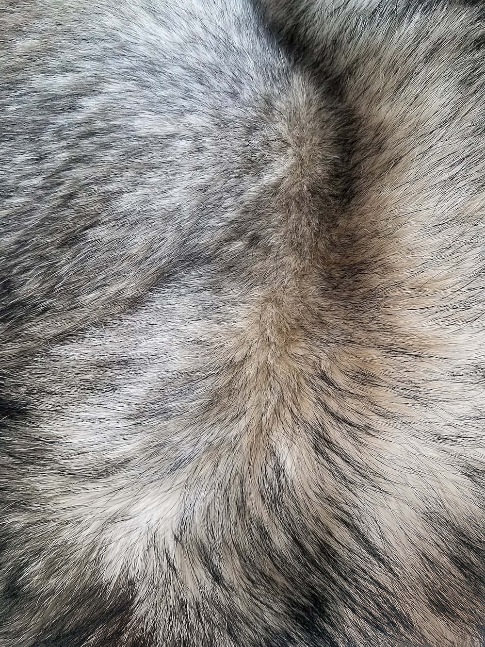 Luxurious And Dense Fur Texture