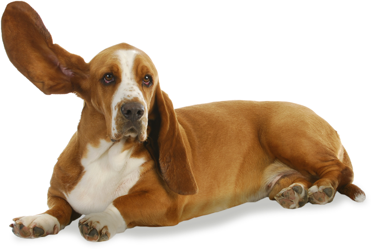 Lying Basset Houndwith Floppy Ears PNG