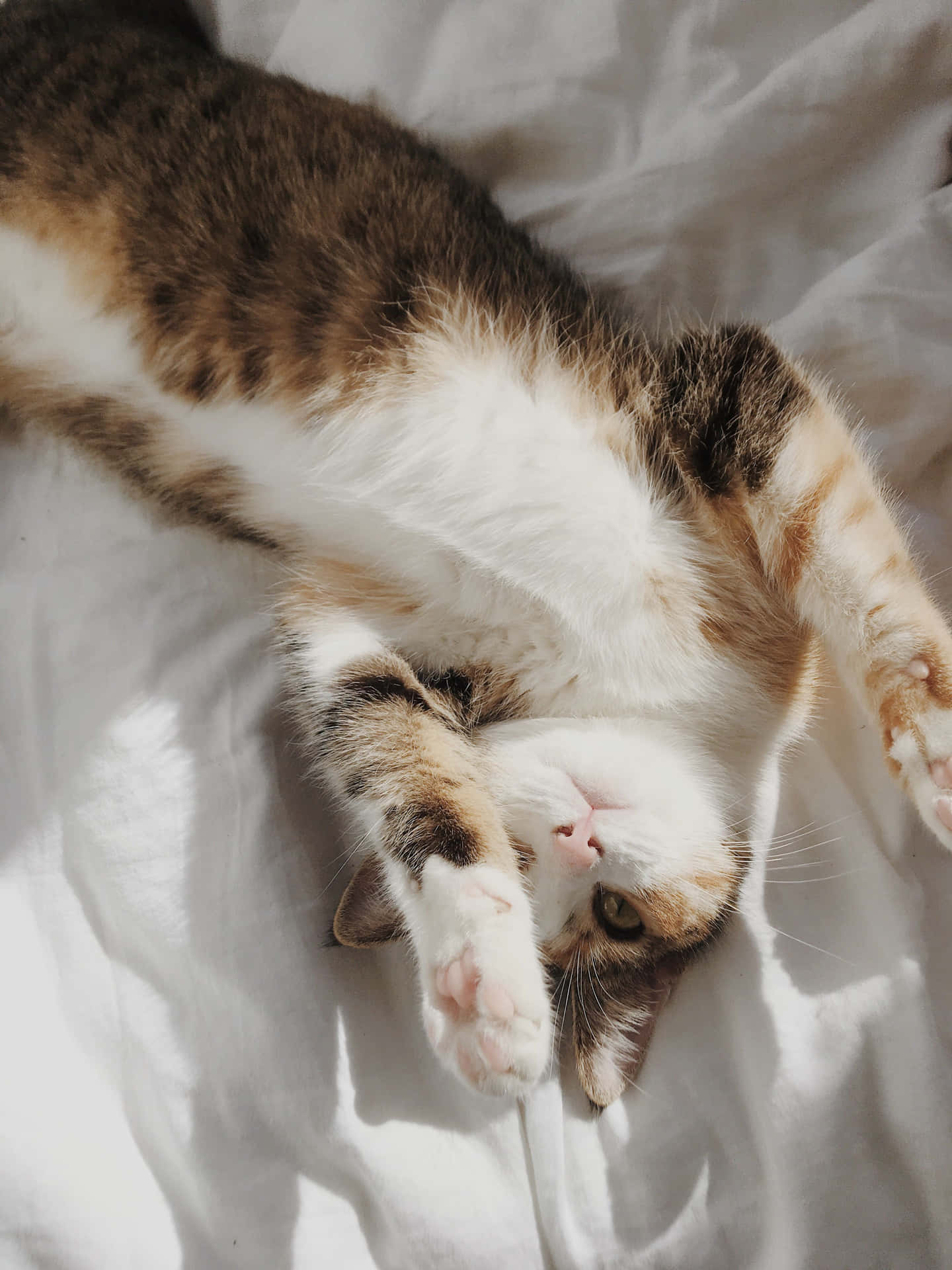 Lying Down Cute Cat PFP Wallpaper