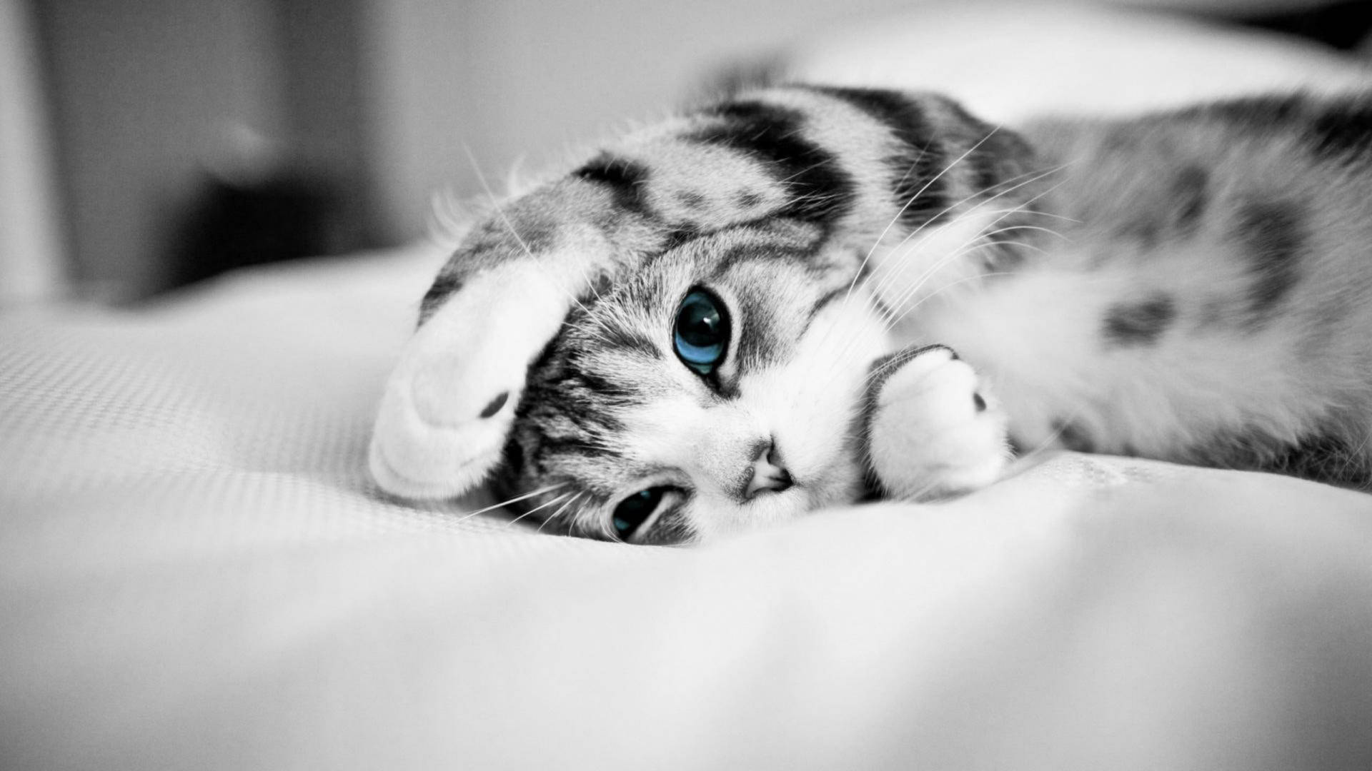 Lying In Bed Cute Cat Hd Wallpaper