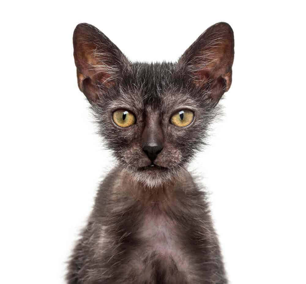 A Close-up portrait of an adorable, wide-eyed Lykoi cat gazing into the camera. Wallpaper