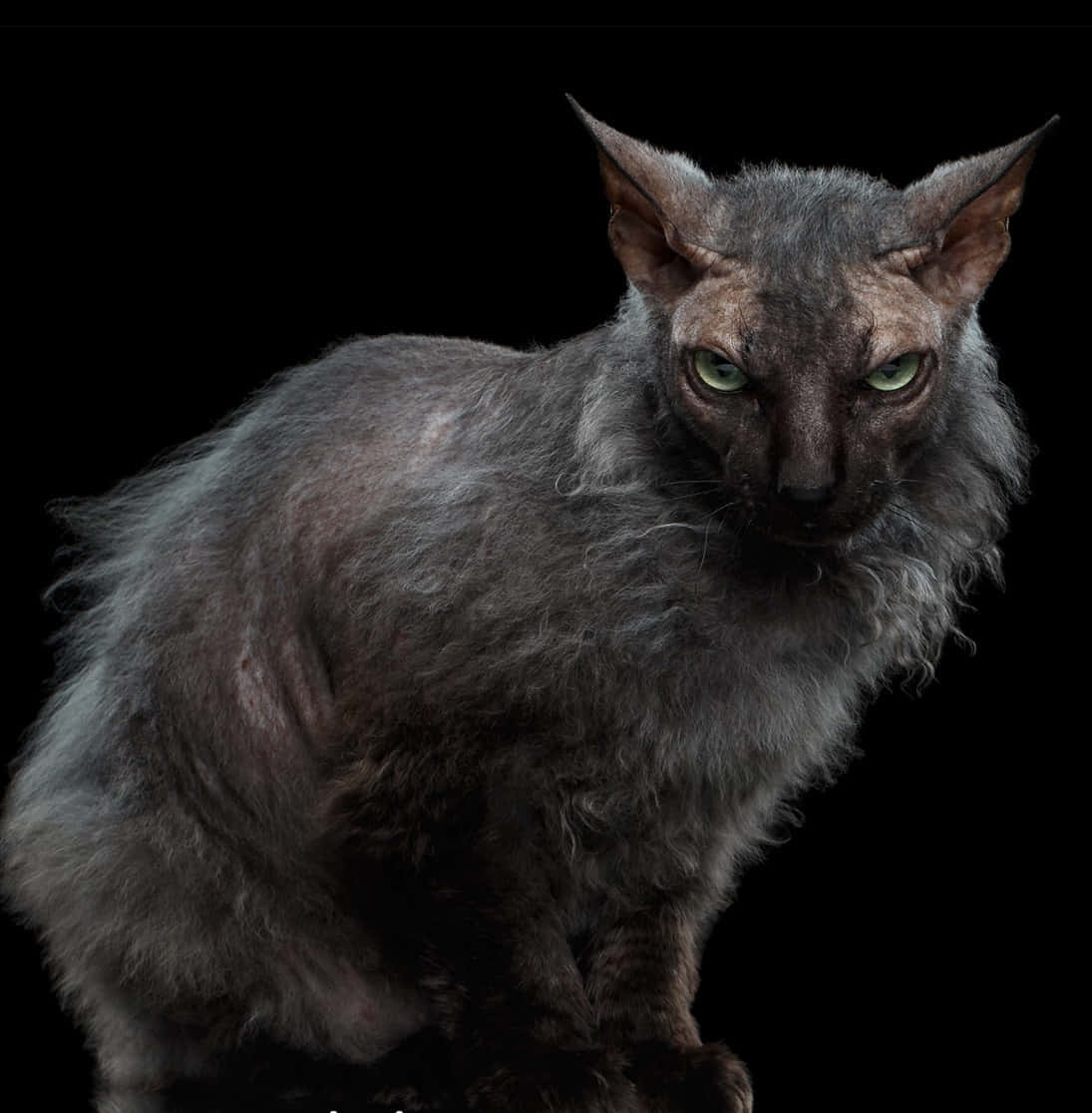 Friendly and Playful Lykoi Cat Staring Straight Ahead Wallpaper