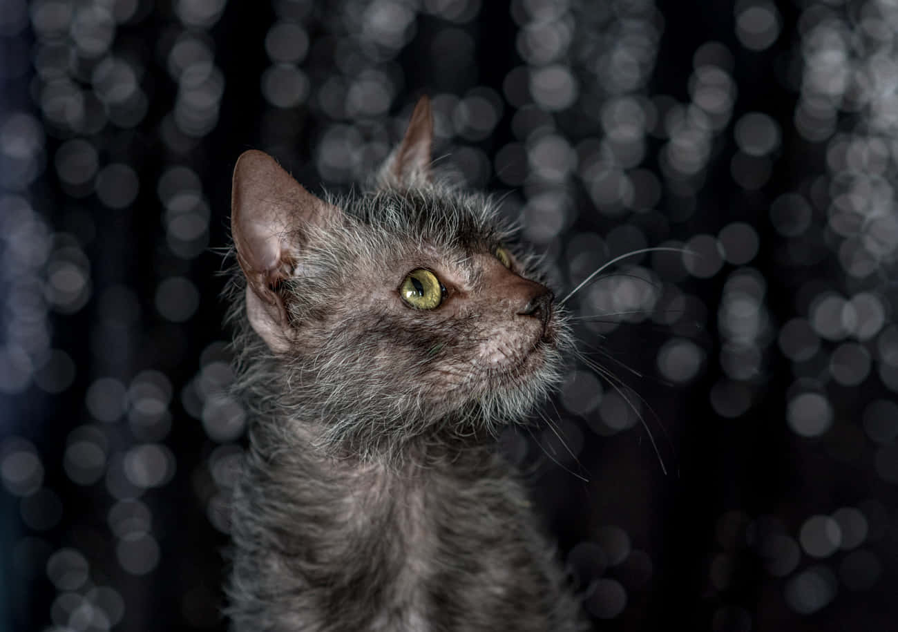 Majestic Lykoi cat posing in the sunlight Wallpaper