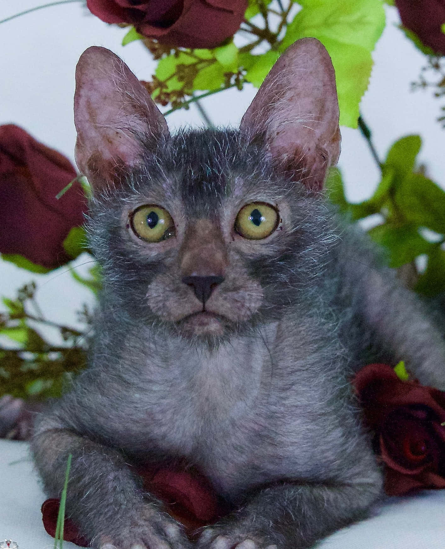 Unique Lykoi cat with bright eyes, posing outdoors Wallpaper
