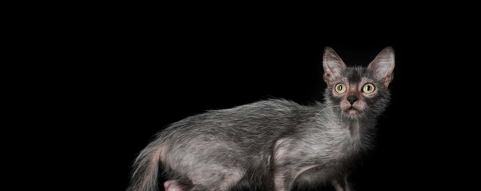 The enigmatic Lykoi cat gazing intently Wallpaper