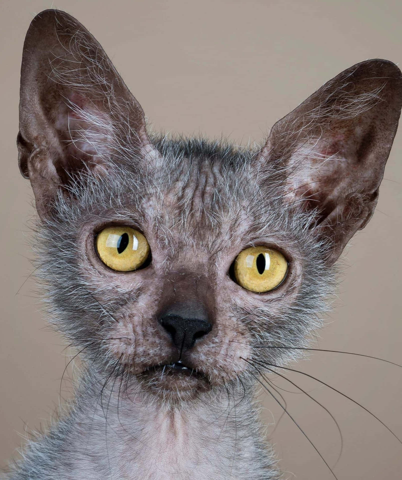Beautiful and Curious Lykoi Cat Wallpaper