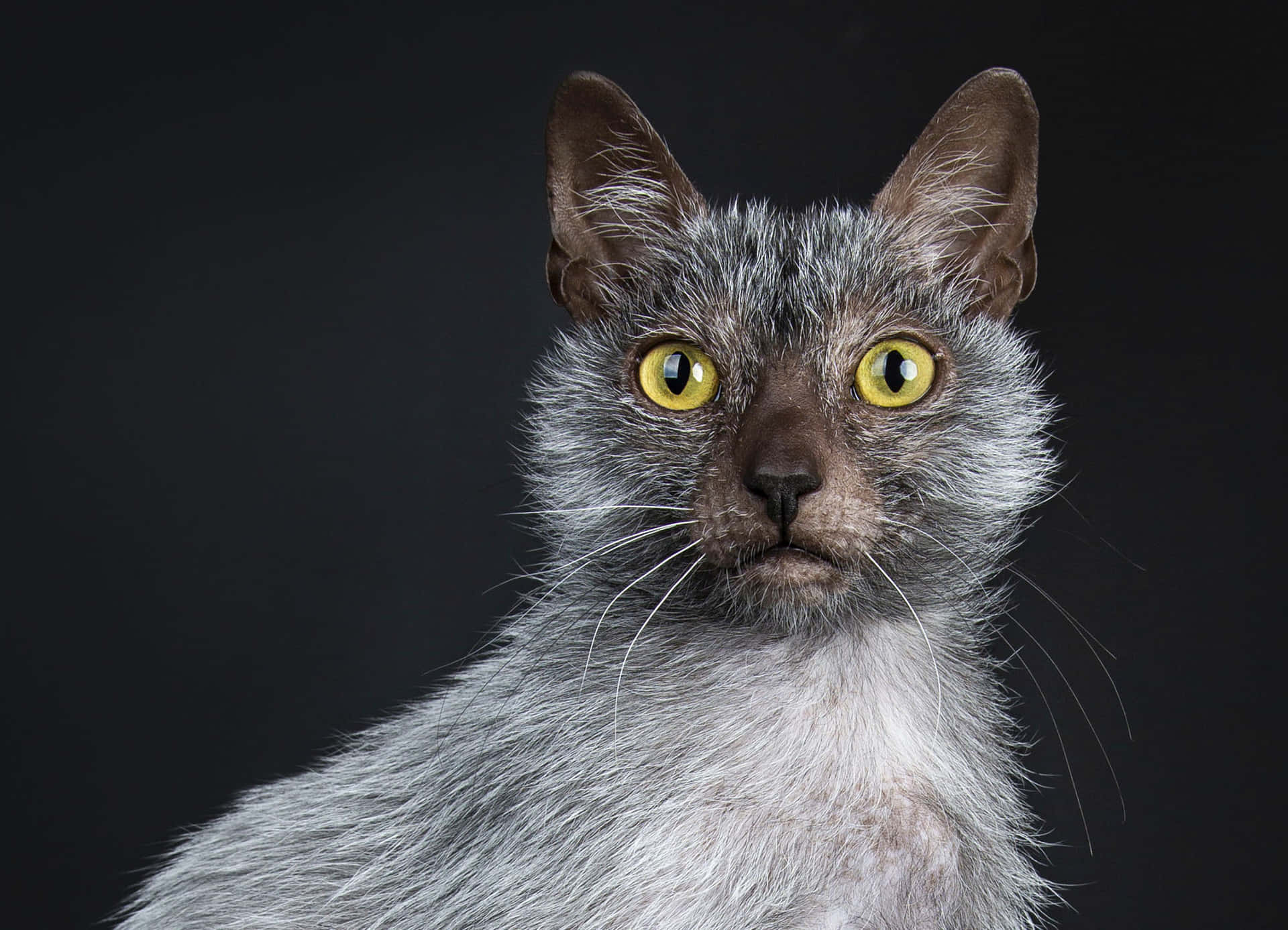 A captivating Lykoi cat staring intensely with its vivid green eyes Wallpaper