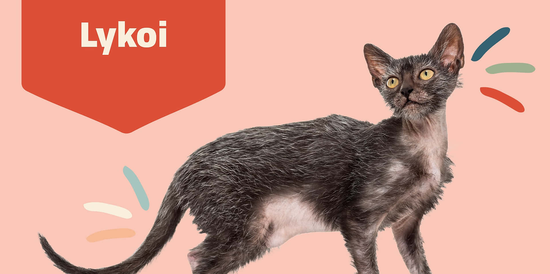 Adorable Lykoi cat lounging on a soft bed Wallpaper
