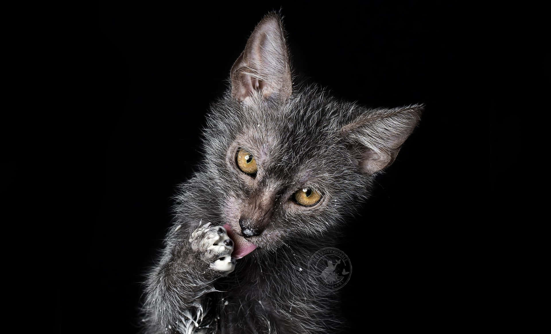 Unique black and white Lykoi cat staring with deep blue eyes Wallpaper