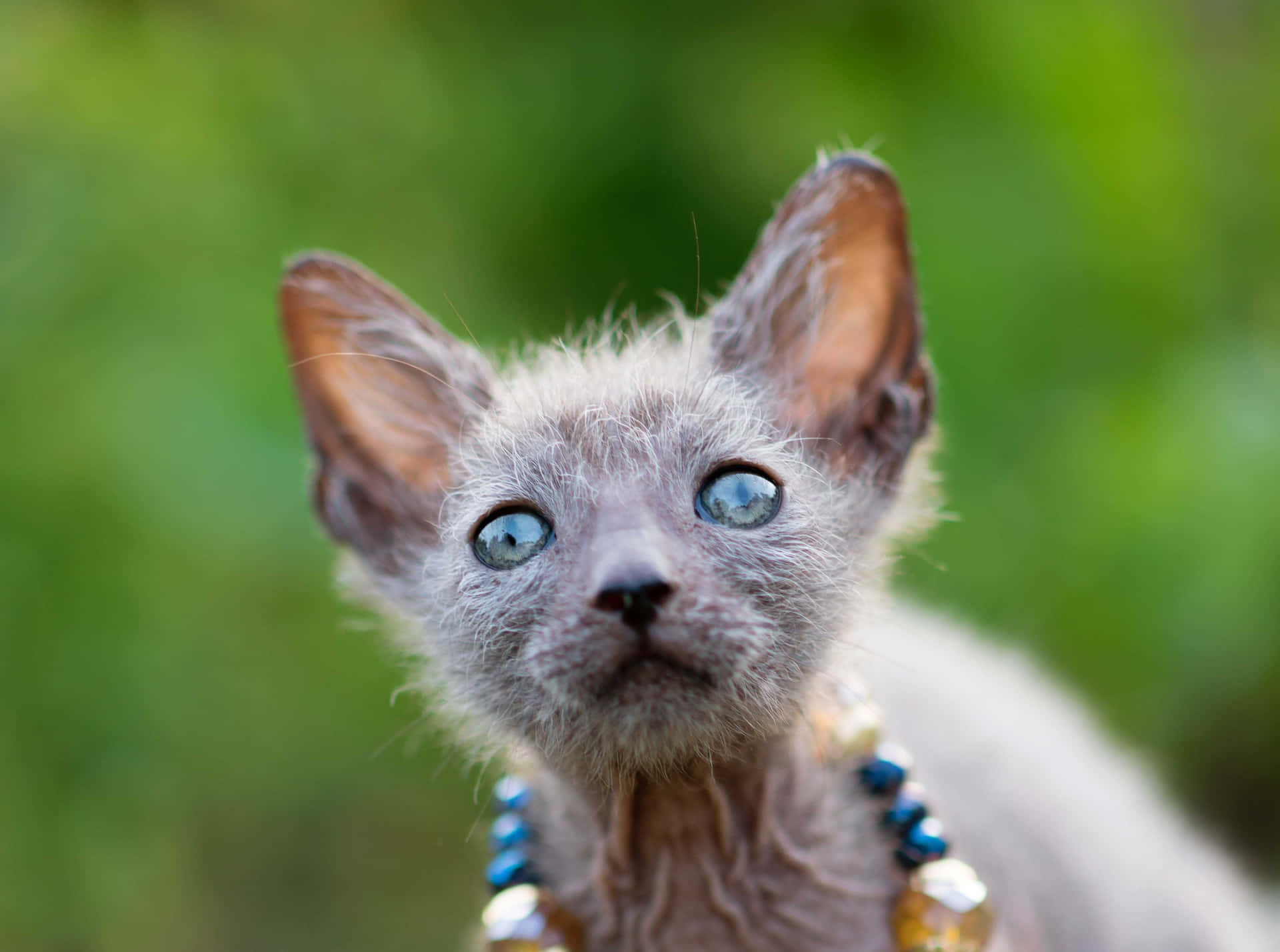 A stunning Lykoi cat confidently posing for the camera in a beautiful garden Wallpaper