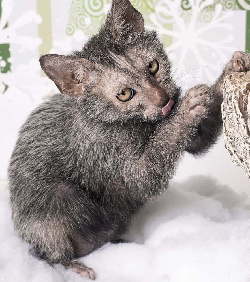 A majestic Lykoi cat posing for the camera Wallpaper