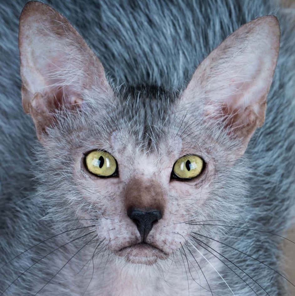 Lykoi cat sitting indoors, displaying its unique fur pattern and striking eyes. Wallpaper
