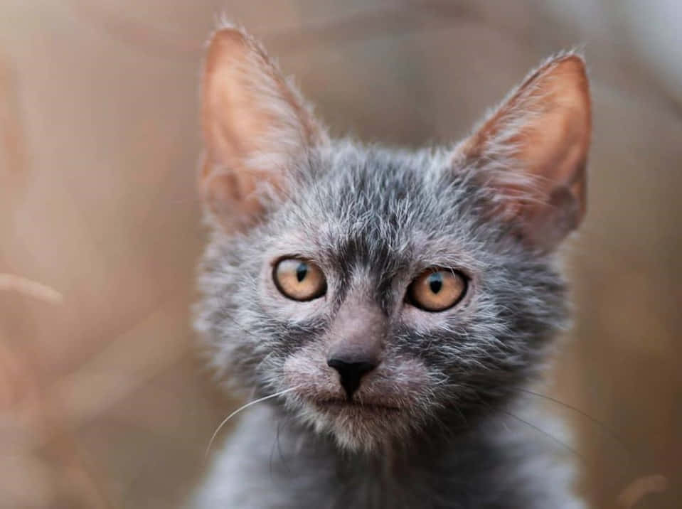 Adorable Lykoi Cat Lounging on a Couch Wallpaper