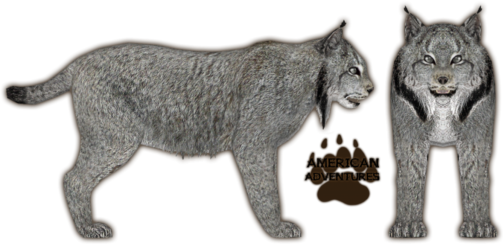 Lynx American Adventures Illustration PNG
