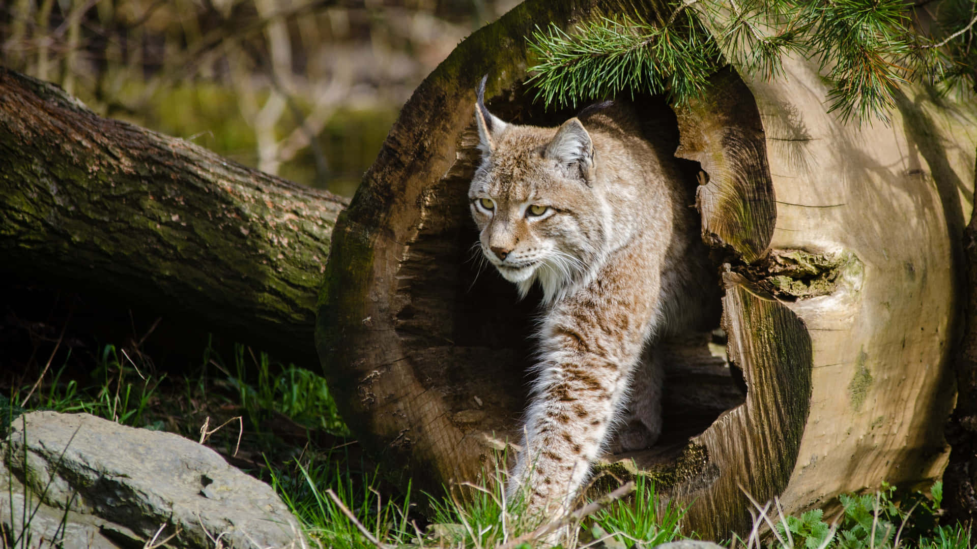 Lynx Emerging From Hollow Log Wallpaper