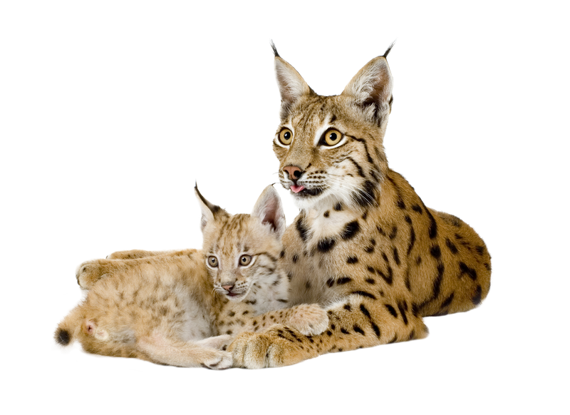 Lynx Motherand Cub Togetherness PNG