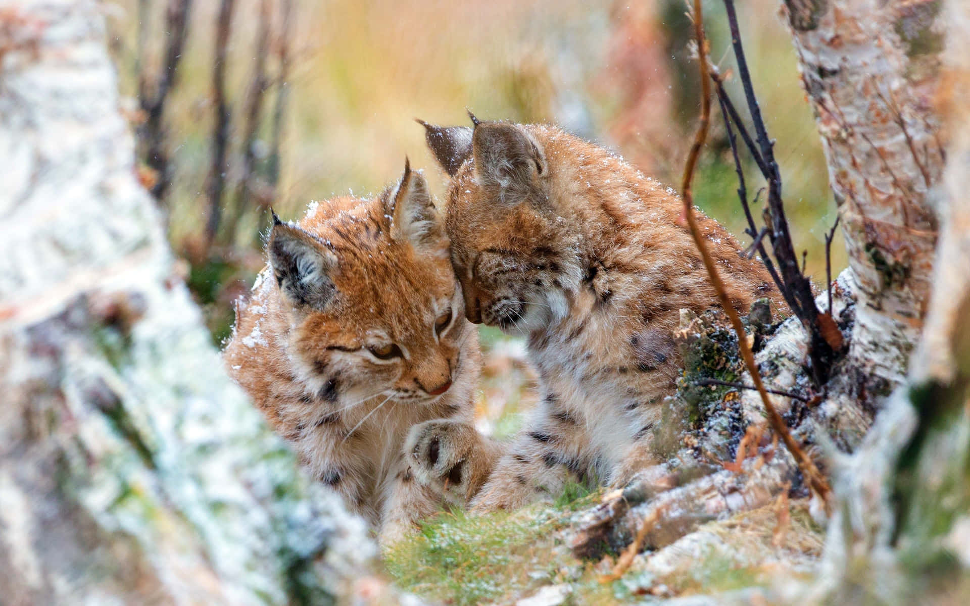 Lynx Pairin Snowy Forest Wallpaper