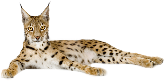 Lynx Reclining Pose PNG