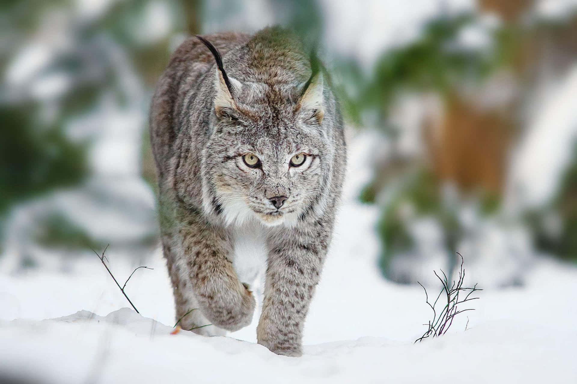 Lynxin Snow Prowl Wallpaper