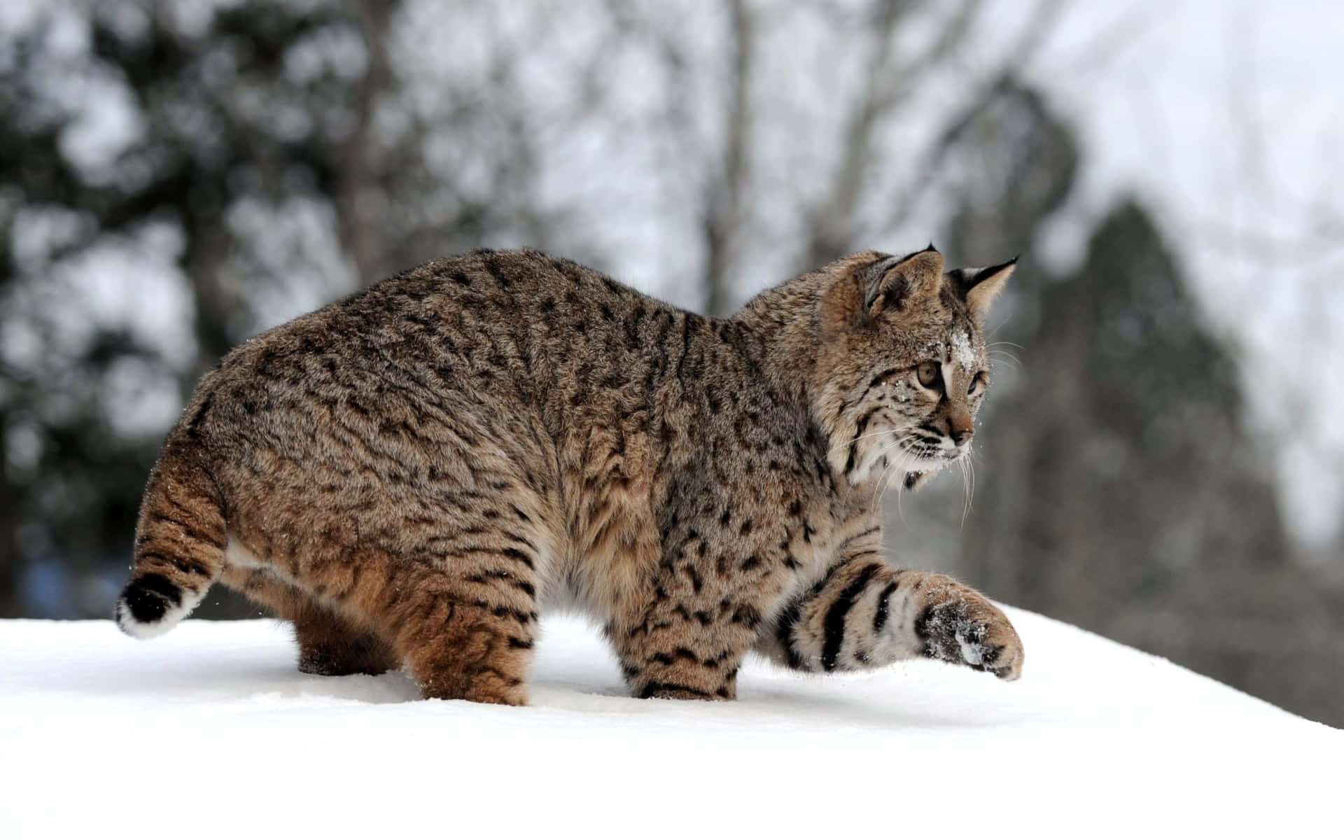 Lynxin Snow Wallpaper