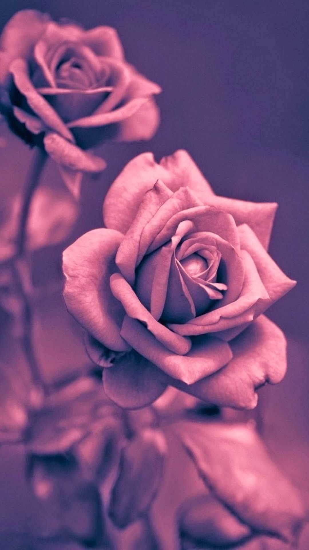 Lyserød-lilla Rose Iphone Wallpaper