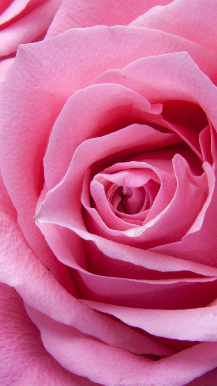 Lyserød-petaled Rose Iphone Wallpaper