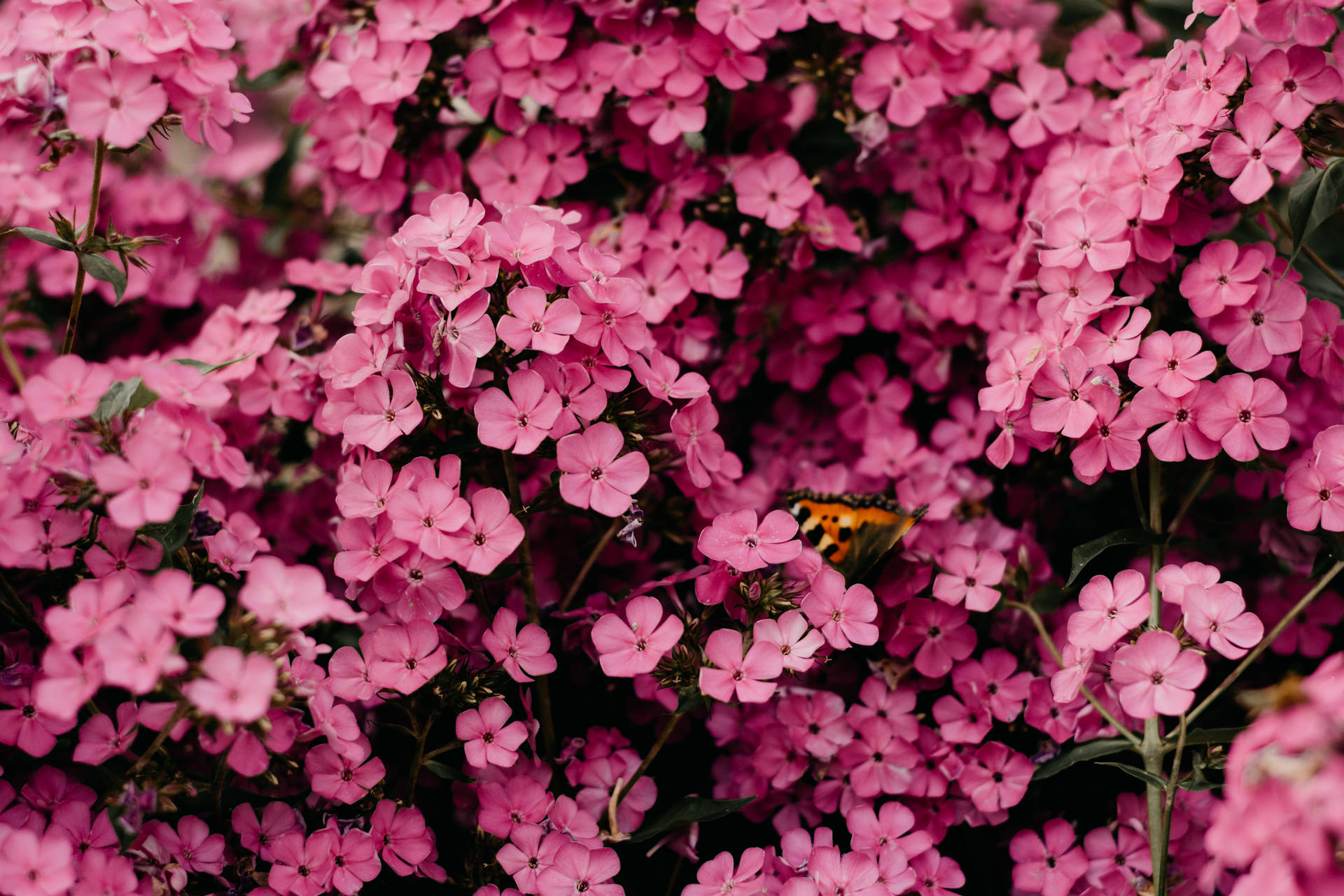 Lyserøde Blomster 4k Hd Bærbar Computer Wallpaper