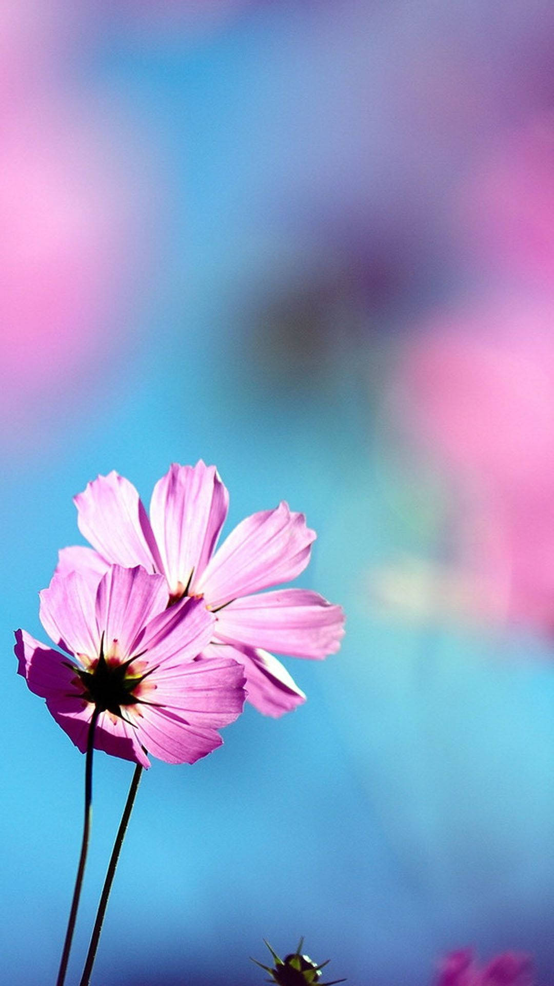Lyserøde Blomster Smuk Telefon Wallpaper