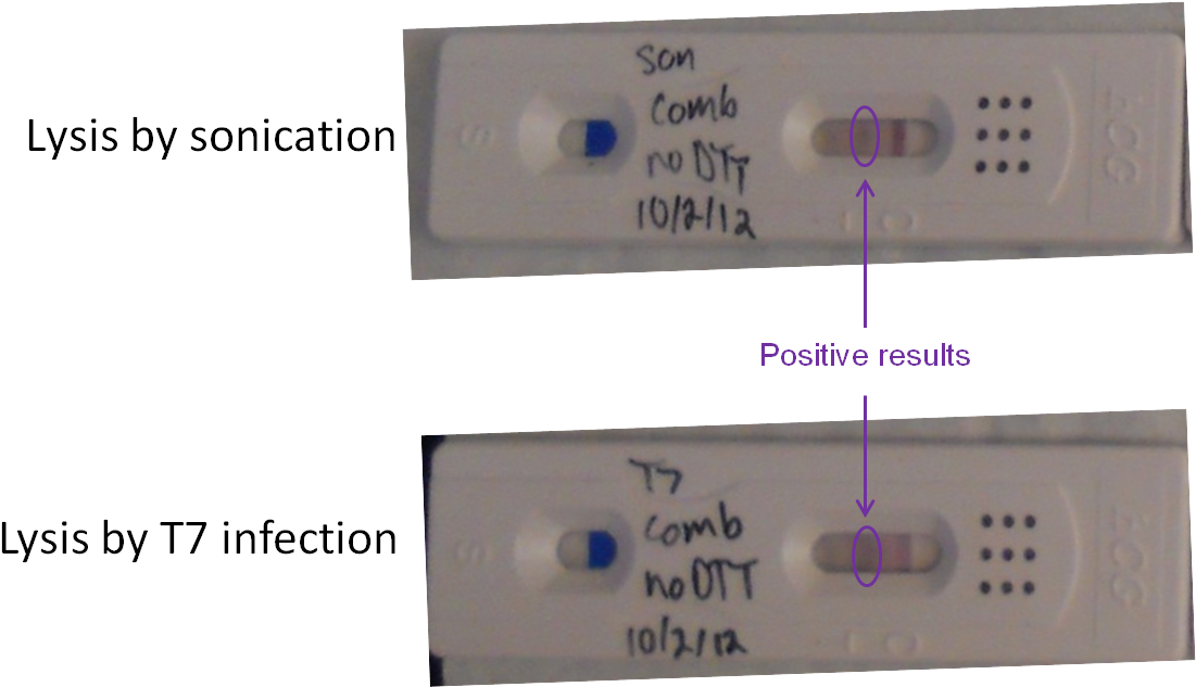 Lysis Comparison Test Strips PNG