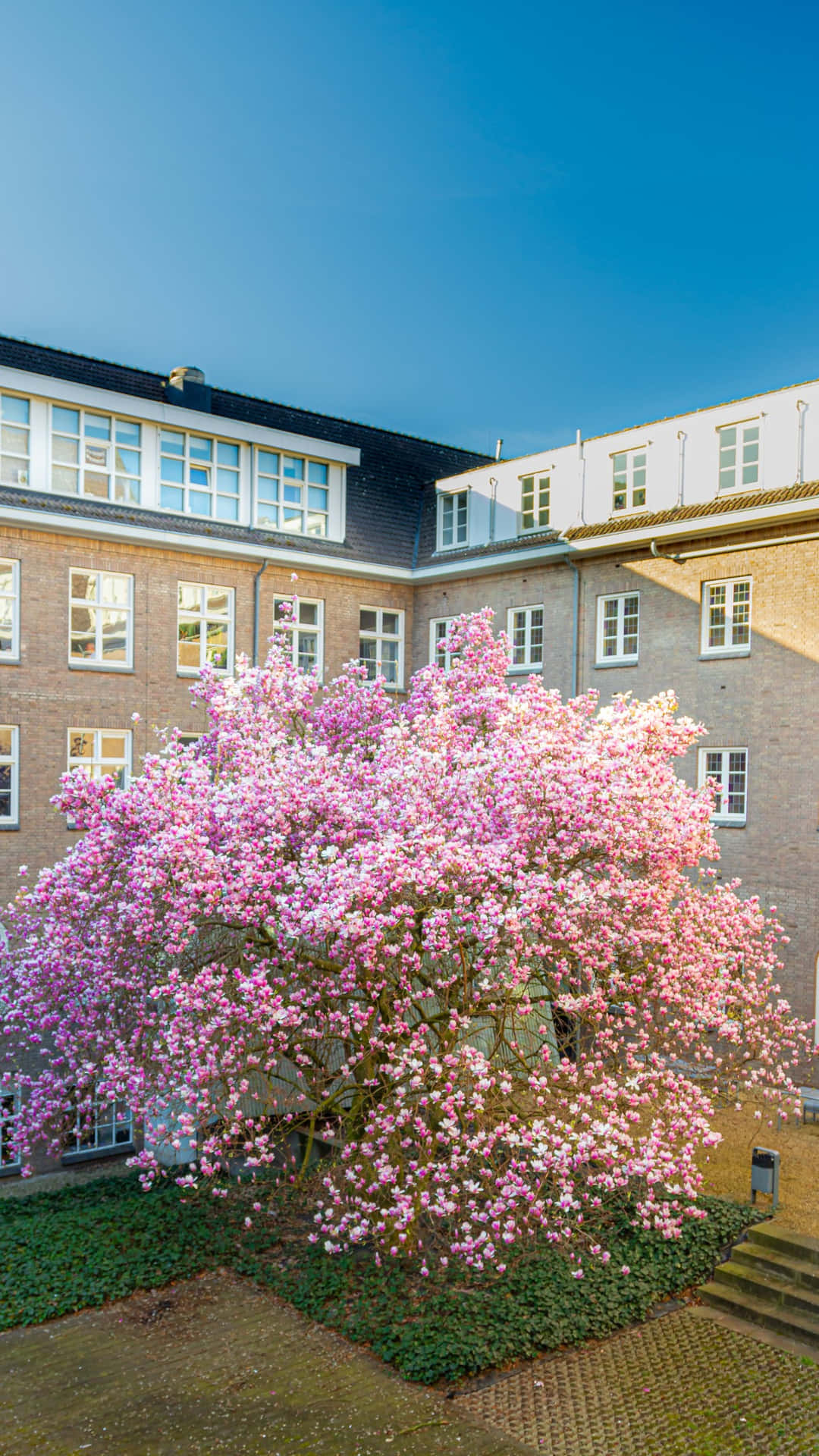 Maastricht Blooming Magnolia Tree Wallpaper