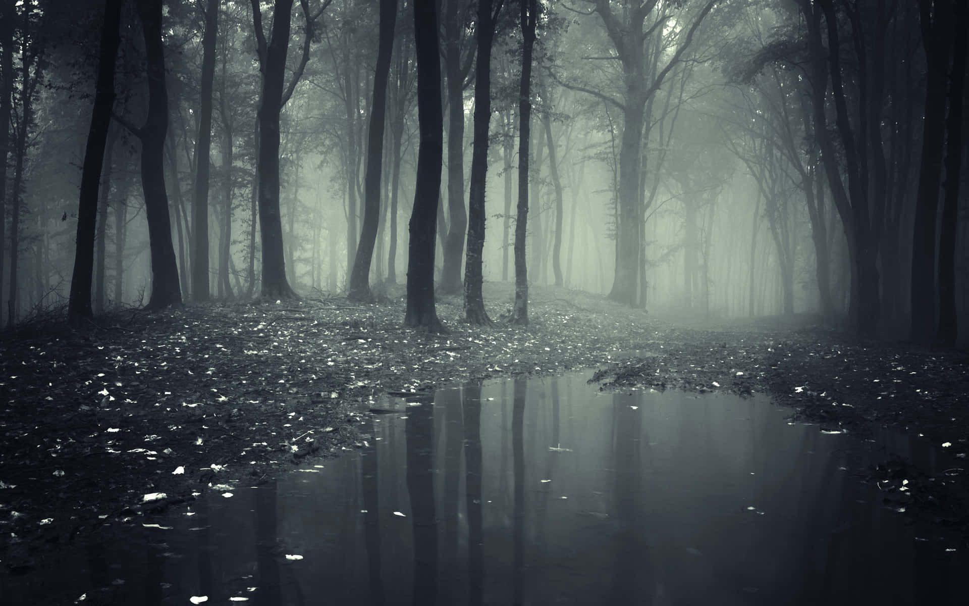 A Black And White Photo Of A Foggy Forest Wallpaper