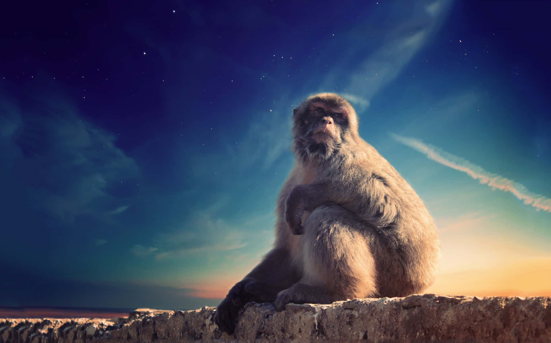 Macaque Contemplatingat Dusk Wallpaper