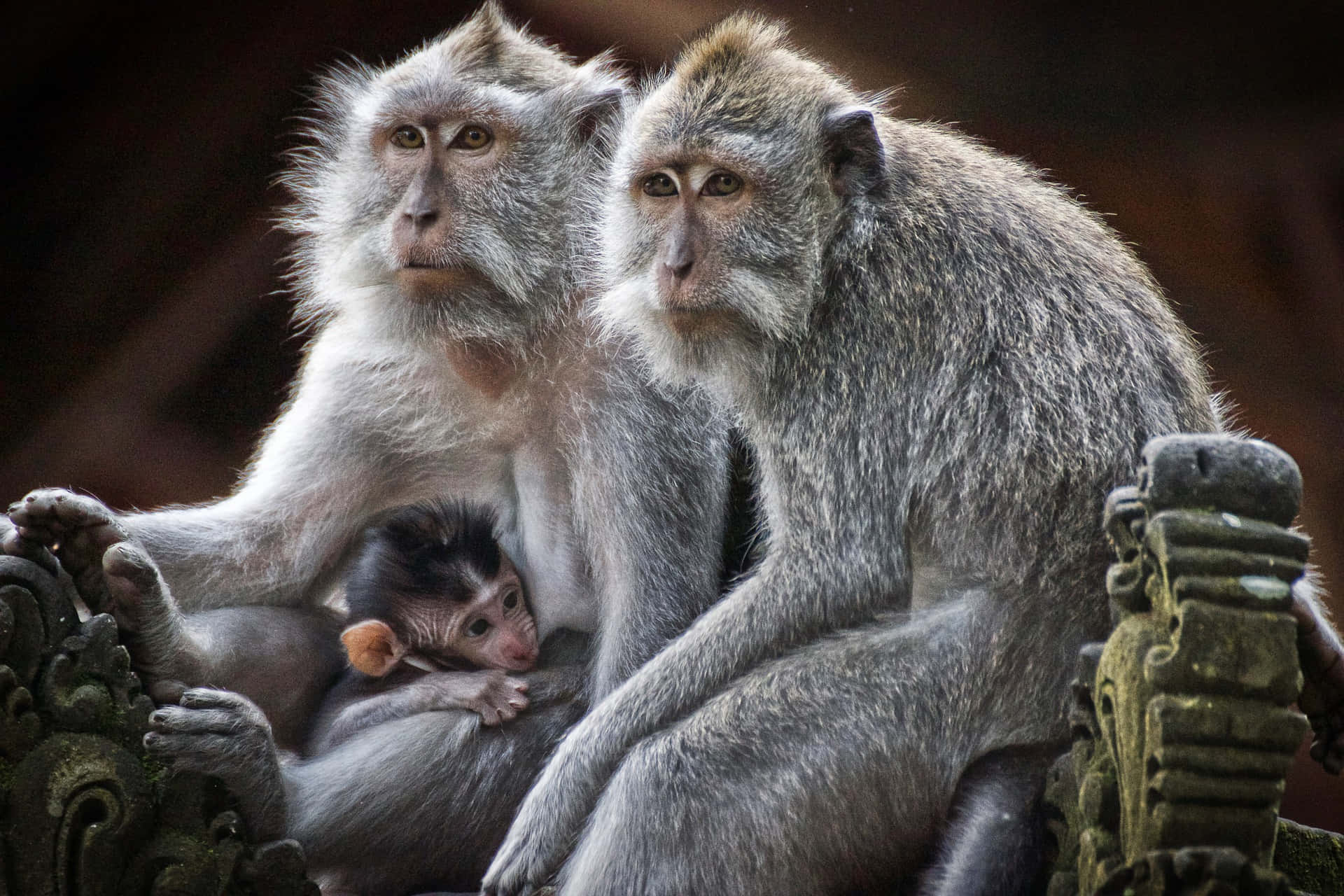 Macaque Family Embrace Wallpaper